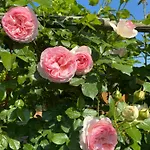 Bed & Breakfast La Casa Di Biba 3*