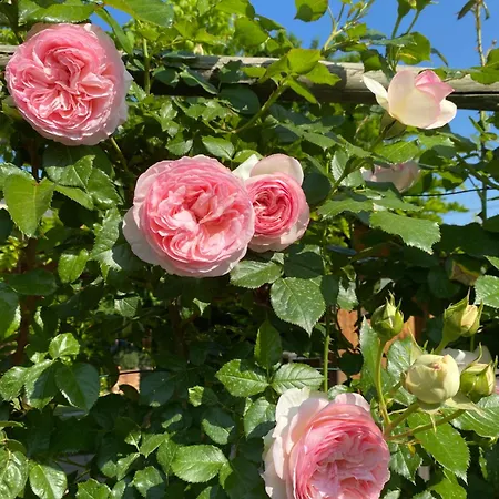 Bed & Breakfast La Casa Di Biba 3*