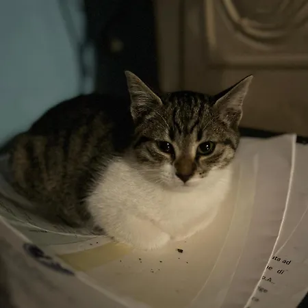 La Casa Di Biba Bed & Breakfast 3*