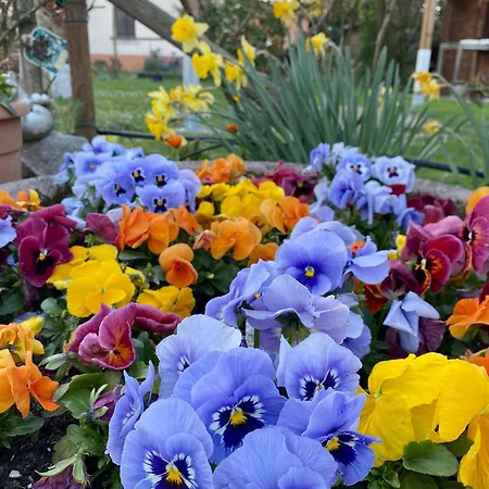 Bed & Breakfast La Casa Di Biba