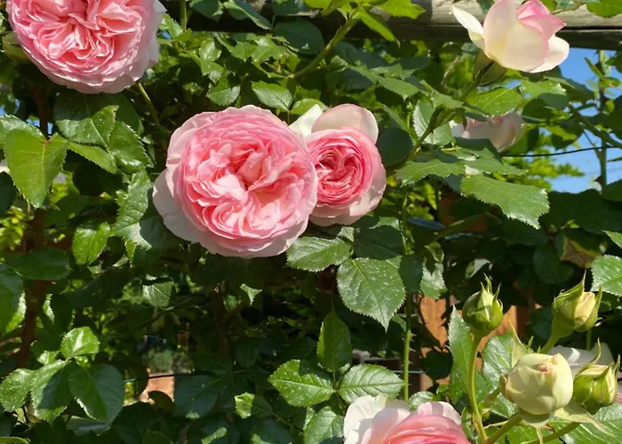 Oda ve Kahvaltı La Casa Di Biba 3*