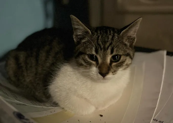 La Casa Di Biba Oda ve Kahvaltı 3*